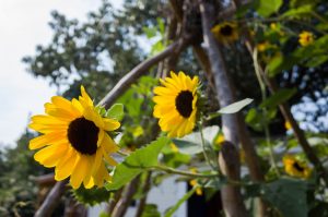 Community Garden Workday @ Greensboro Montessori School | Greensboro | North Carolina | United States